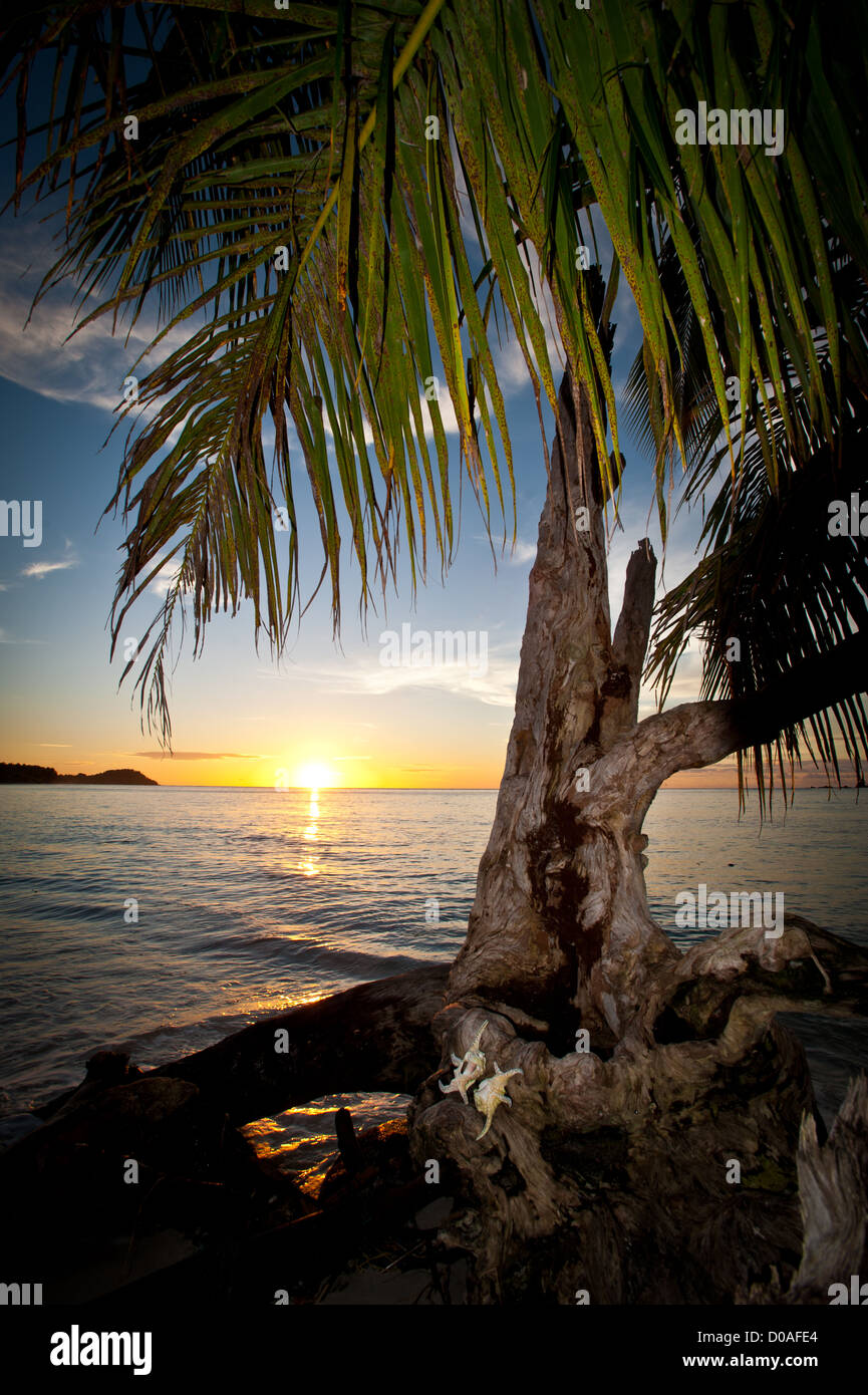 panorama view taken from a beautiful beach in a deserted island in the Mentawai with palm leafs at sunset. Stock Photo