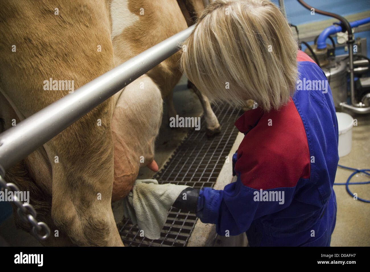 Farmer cleaning cows udder milking hires stock photography and images
