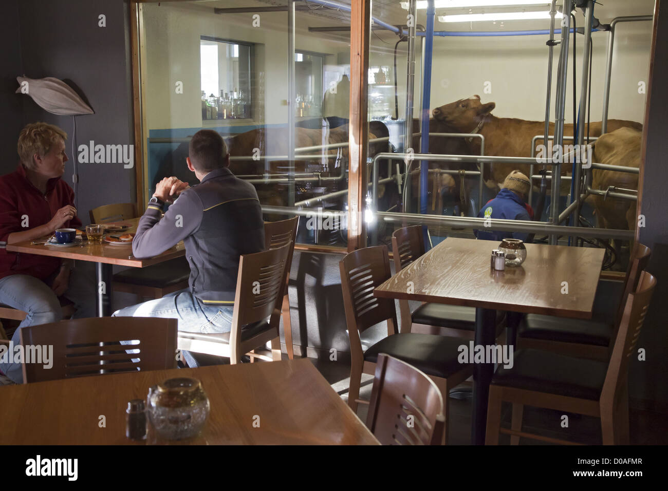 GUESTHOUSE VOGAFOSS CAFE A RESTAURANT IN A STABLE THAT LETS YOU EAT WITH THE COWS RIGHT NEARBY