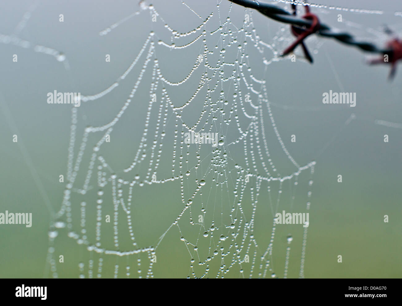 Cobweb with morning dew Stock Photo