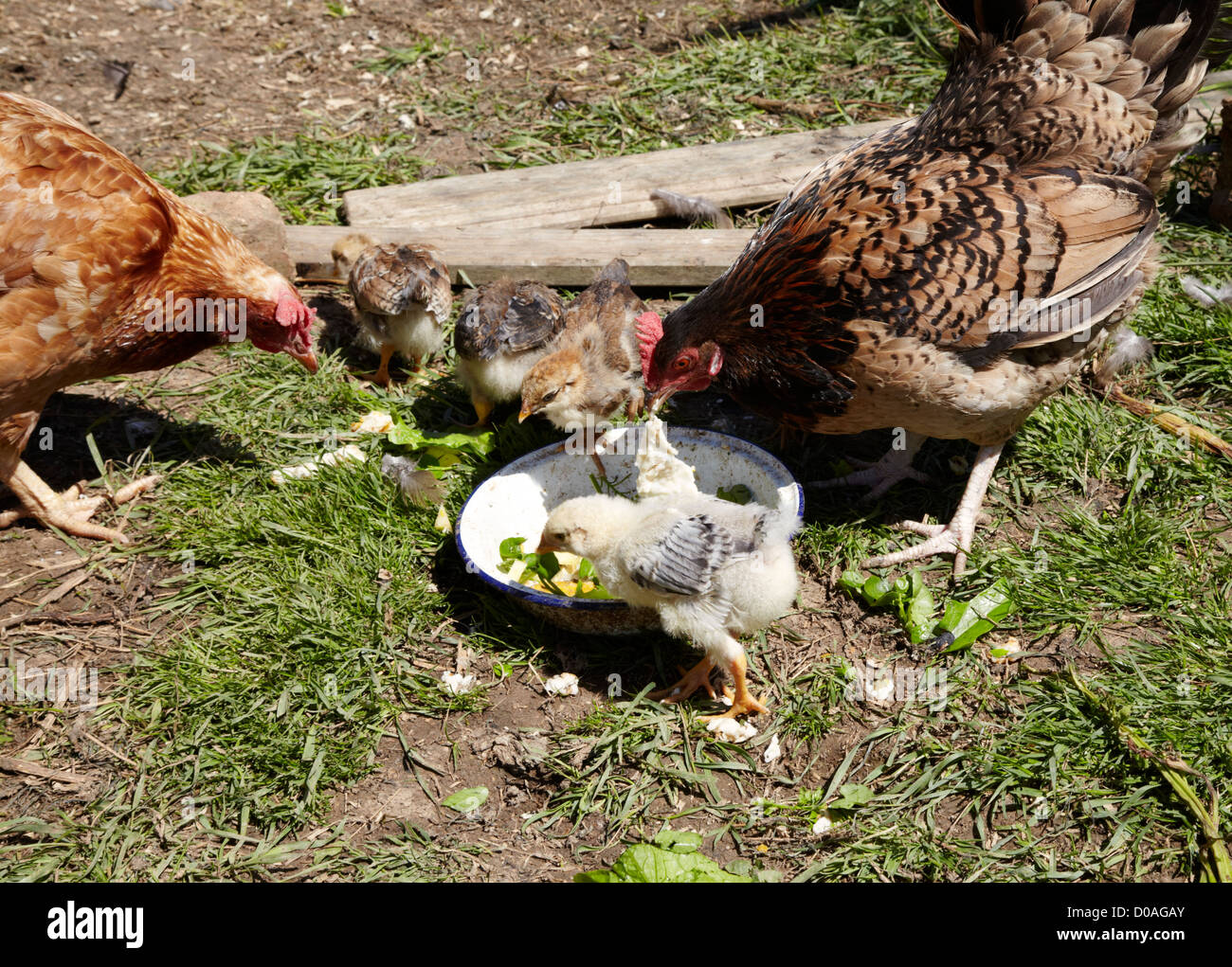 Chicks and hens eating scraps Stock Photo Alamy