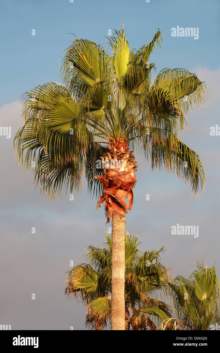 Chinese Fan Palm, Chinese Fountain Palm, Serdang Palm, Livistona chinensis, Arecaceae, Palmae. Tenerife, Canary Islands, Spain. Stock Photo