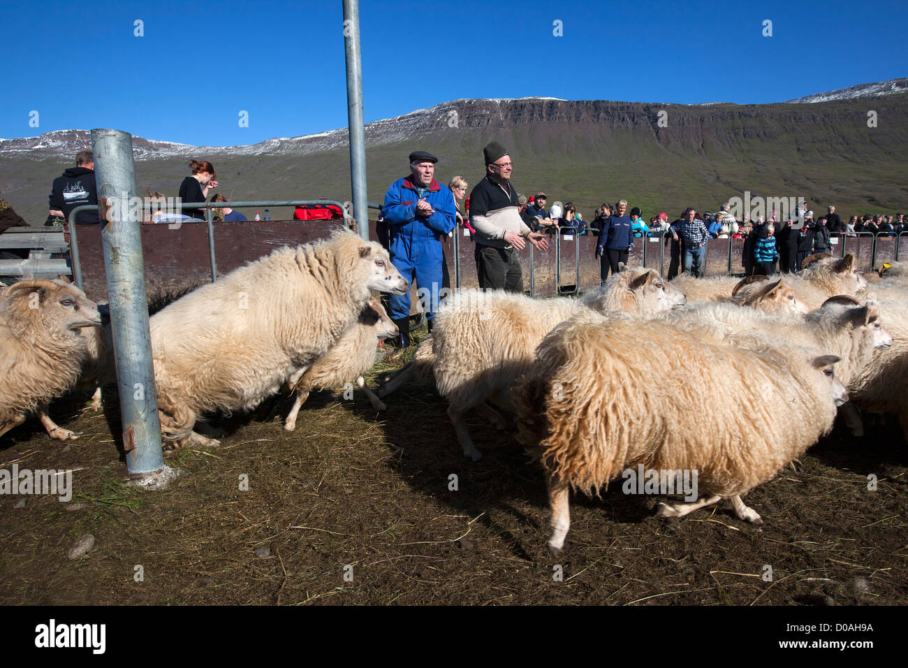 THE BIG ROUNDUP HERDS SHEEP (RETTIR IN ICELANDIC) ICELANDIC TRADITION