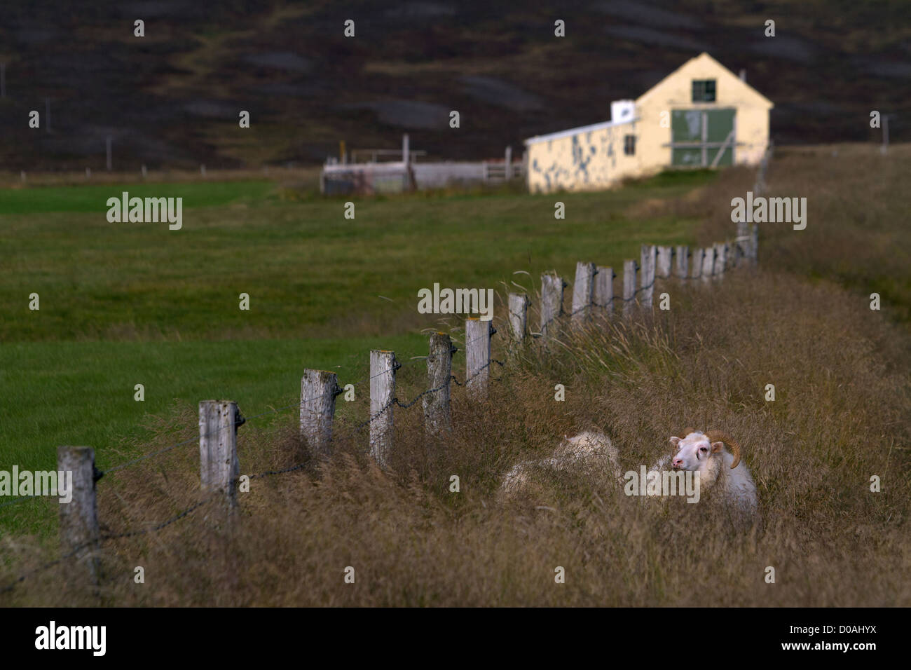 ICELANDIC SHEEP FARM IN THE BACKGROUND NORTHERN ICELAND EUROPE Stock Photo