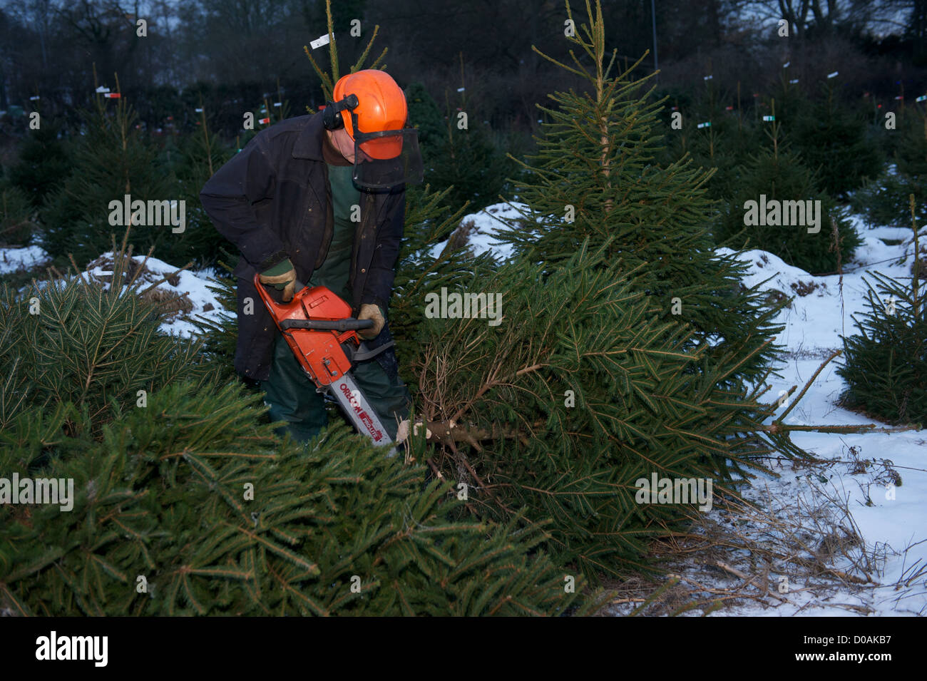 Chesham Christmas Tree Farm Snow scenes in Buckinghamshire