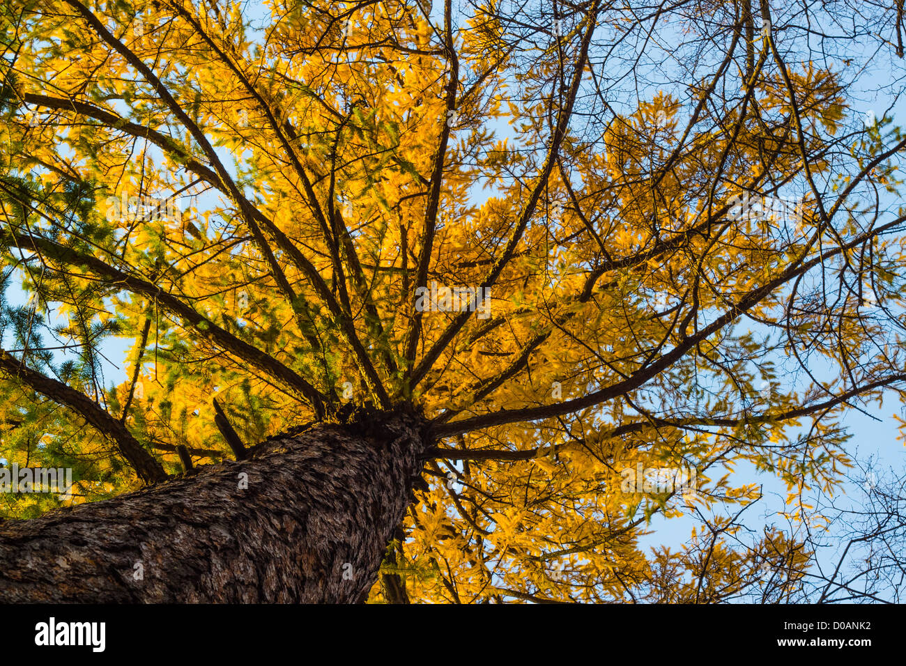 Crohn larch in autumn bright yellow against the blue sky Stock Photo