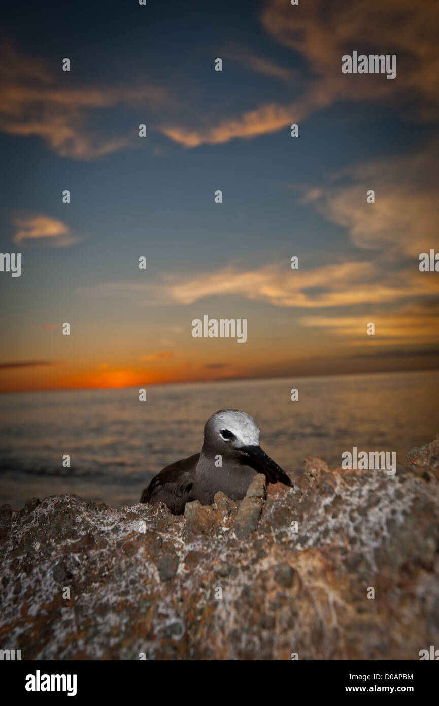 A brown noddy found resting on a rock on the beach during sunset in West Sumatra, Indonesia Stock Photo