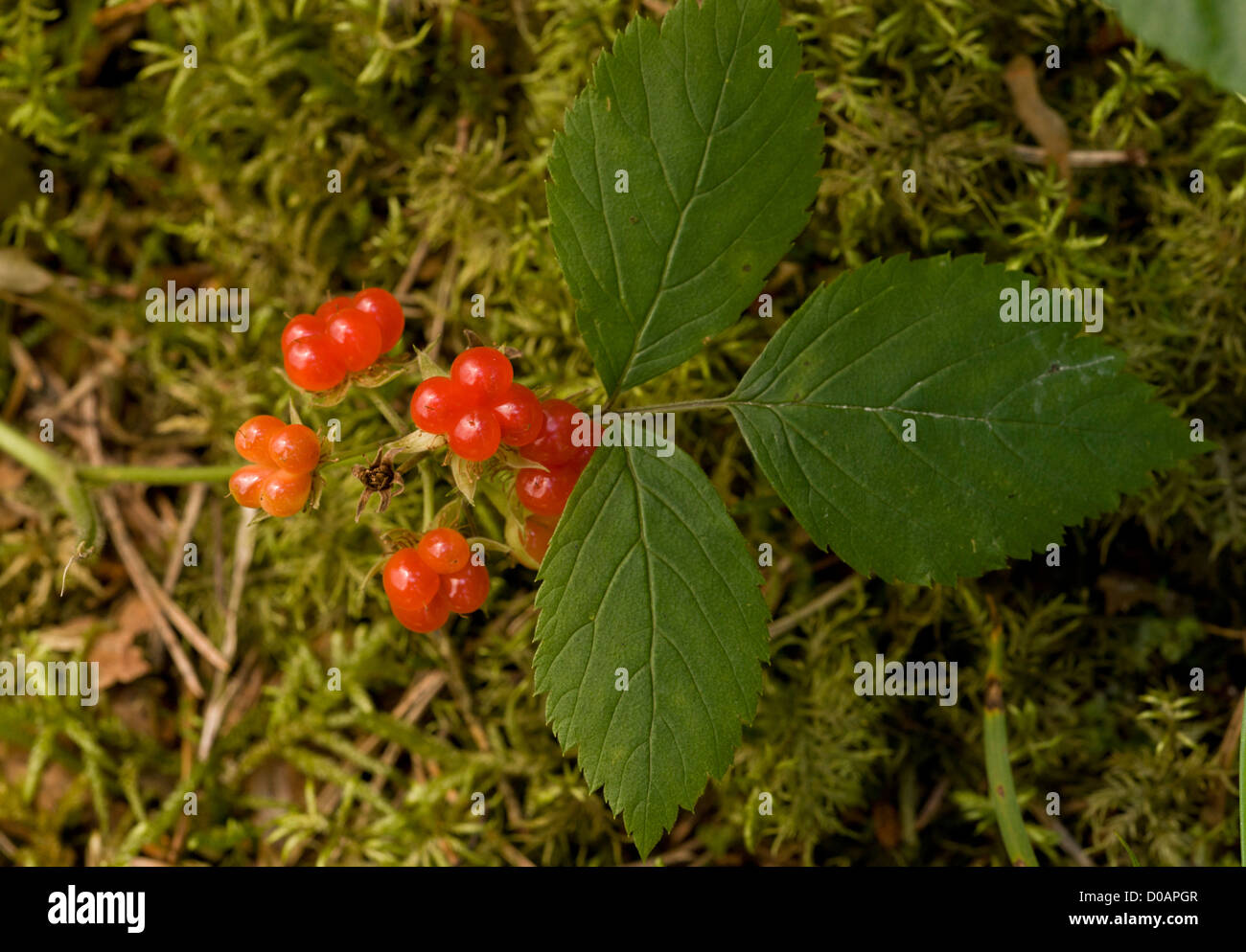 Stone Bramble (Rubus saxatilis), in fruit in autumn, close-up Stock Photo