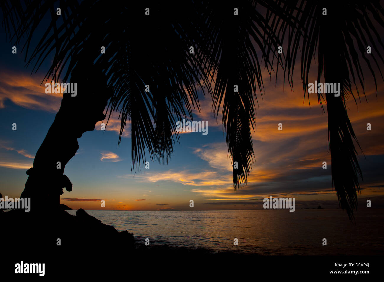 A sunset in West Sumatra Indonesia taken from the beach where palm trees and a huge root  were standing. Stock Photo