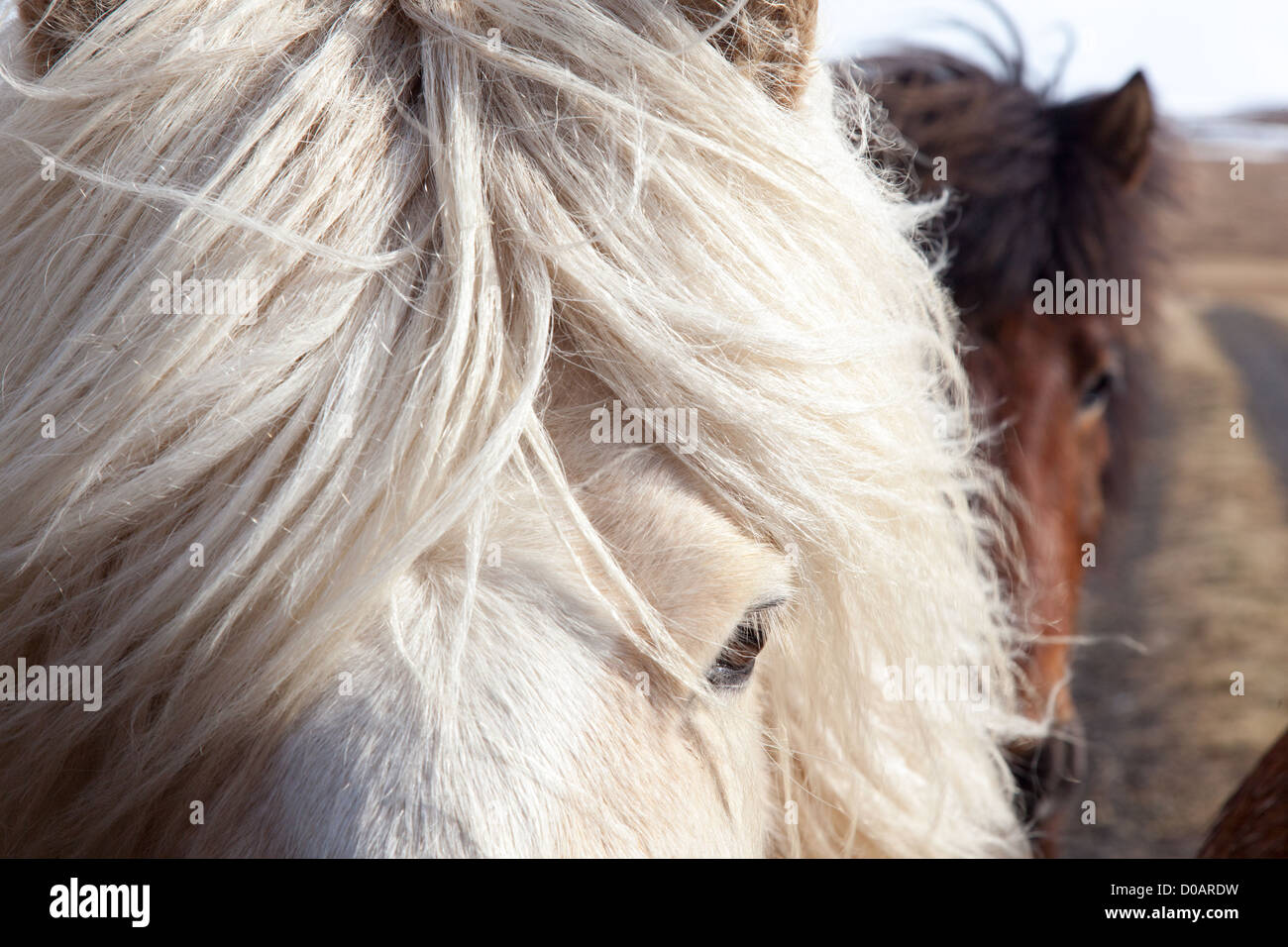 HERDS OF ICELANDIC HORSES NORTHWESTERN ICELAND EUROPE Stock Photo