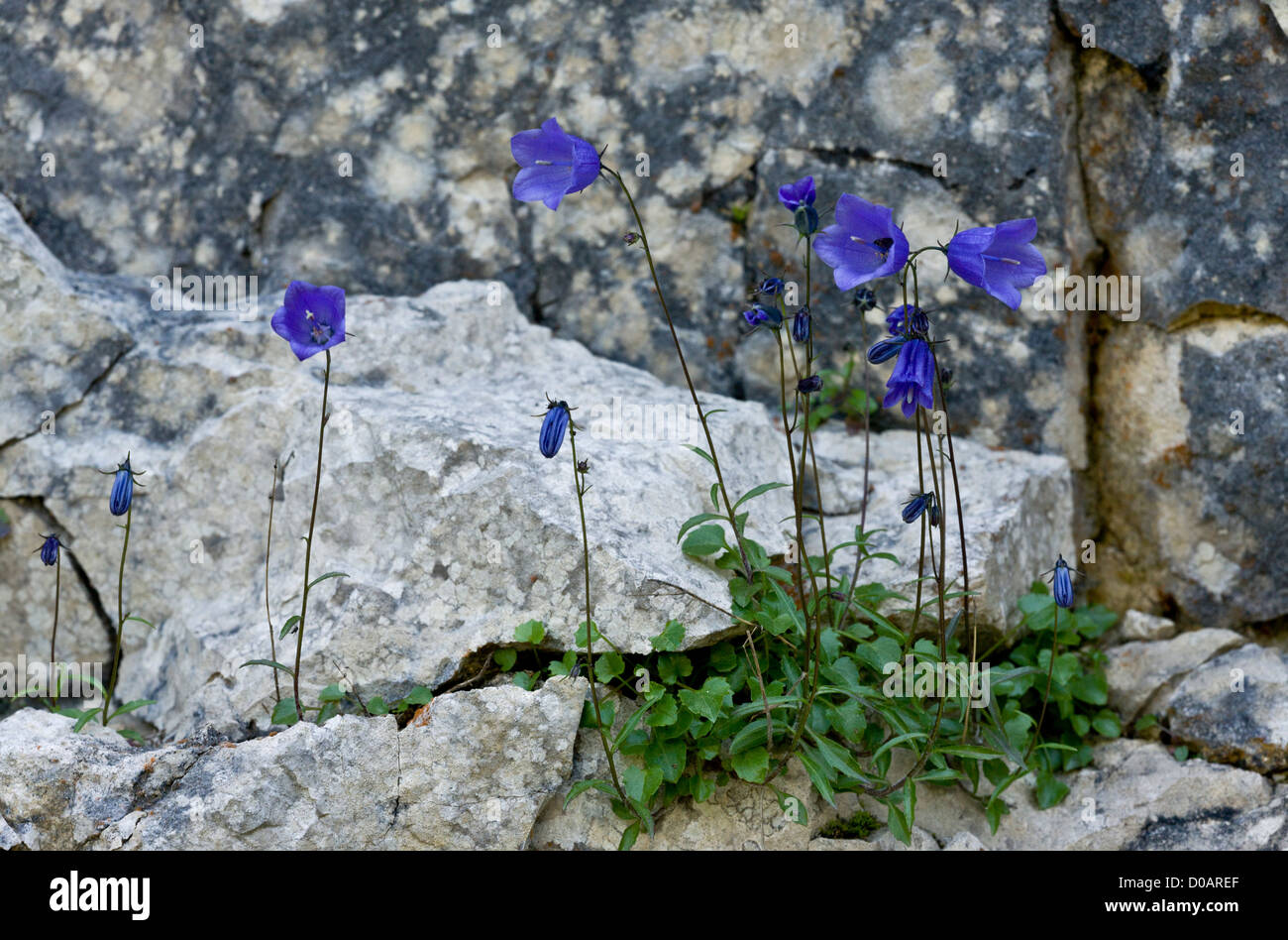 Harebells (Campanula rotundifolia) in flower on limestone cliff. Stock Photo