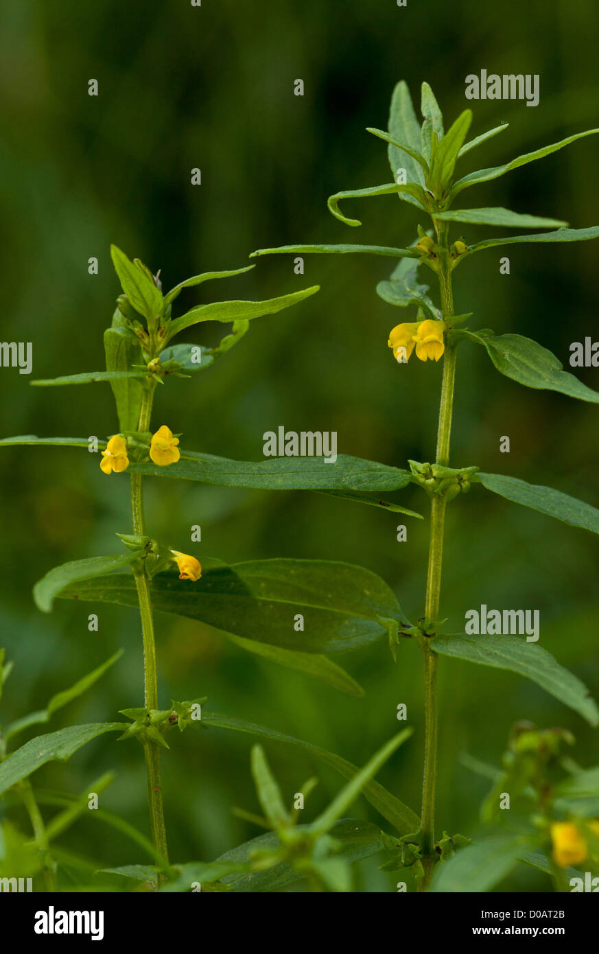 Small Cow-wheat (Melampyrum sylvaticum) in flower, close-up. Uncommon plant in northern Britain. Stock Photo