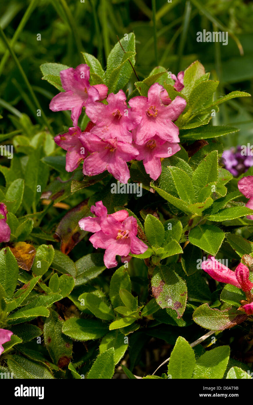 Hairy Alpenrose (Rhododendron hirsutum) in flower on limestone, close-up, German Alps. Stock Photo