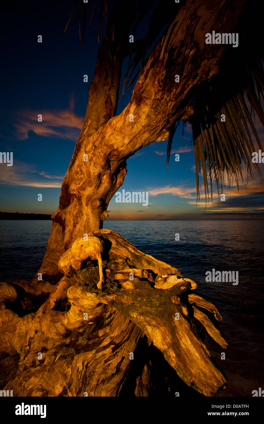 A sunset in West Sumatra Indonesia taken from the beach where palm trees and a huge root  were standing. Stock Photo