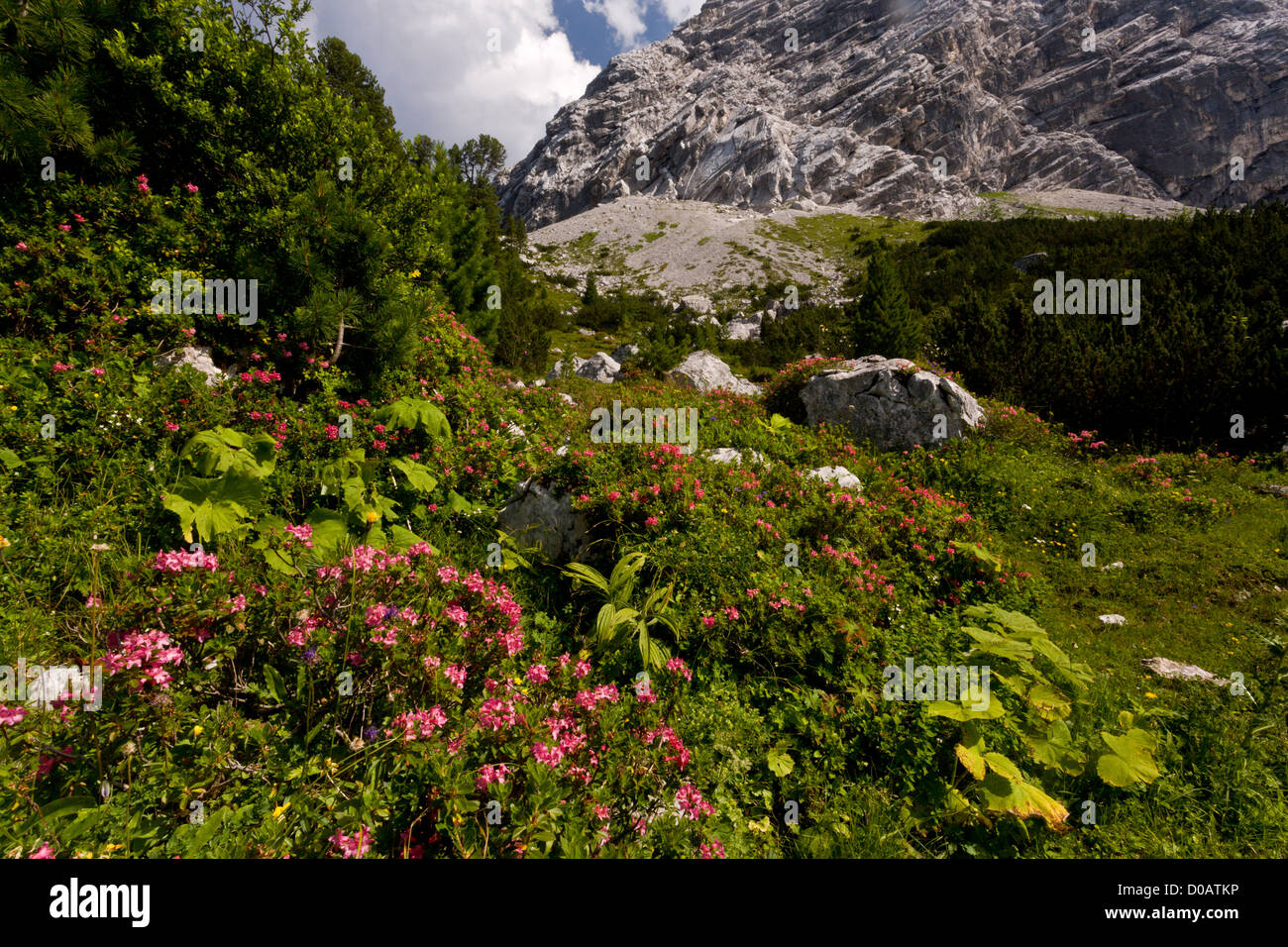 Hairy Alpenrose (Rhododendron hirsutum) in flower on limestone, German Alps Stock Photo