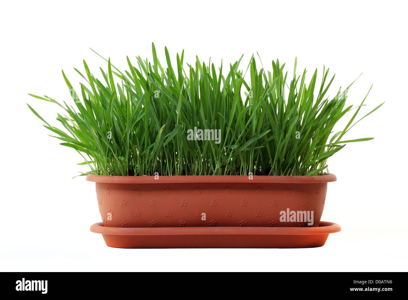 Green grass in a pot isolated on a white background Stock Photo