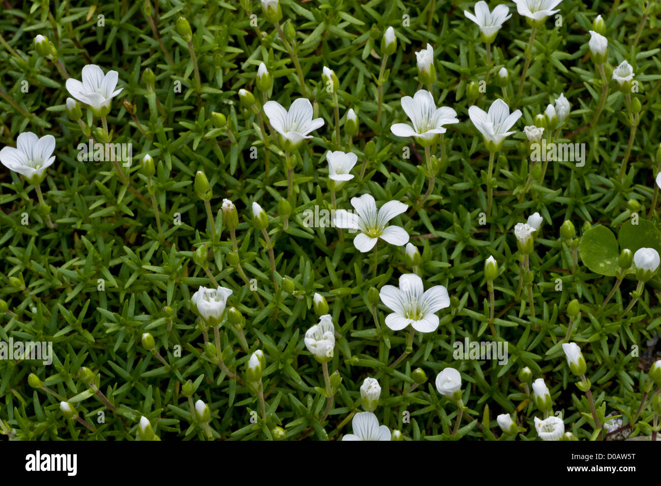 Sandworts (Minuartia biebersteinii) in flower, close-up Stock Photo