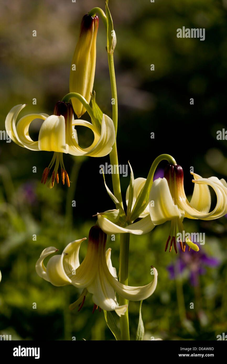 Caucasian Lily (Lilium monadelphum) in flower. From Caucasus and east