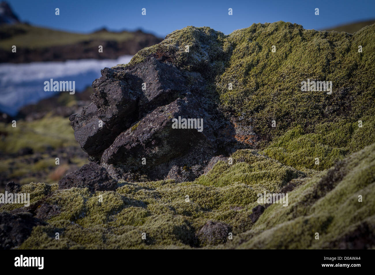 MOSS COVERING A FIELD OF LAVA SOUTHWEST ICELAND EUROPE Stock Photo