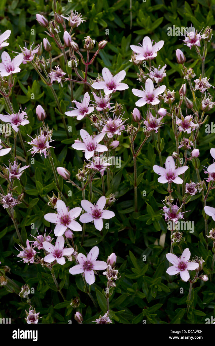 Pink sandwort (Arenaria purpurascens) Pyrenees, South West Europe Stock Photo