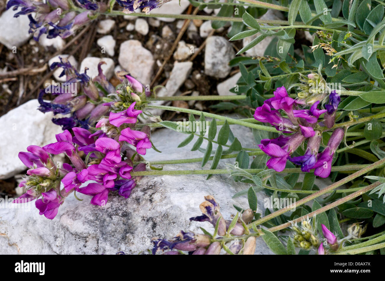 Purple Oxytropis (Oxytropis halleri) in flower. Very rare in UK in Scotland. Stock Photo