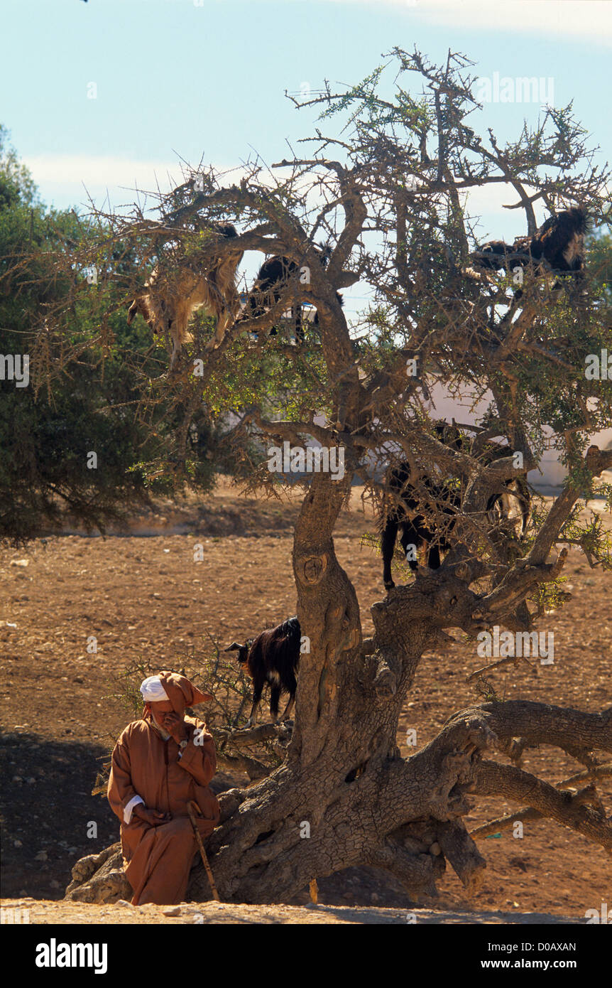 GOATS IN ARGAN TREE EATING TREES' FRUIT RECUPERATED AFTERWARDS FROM
