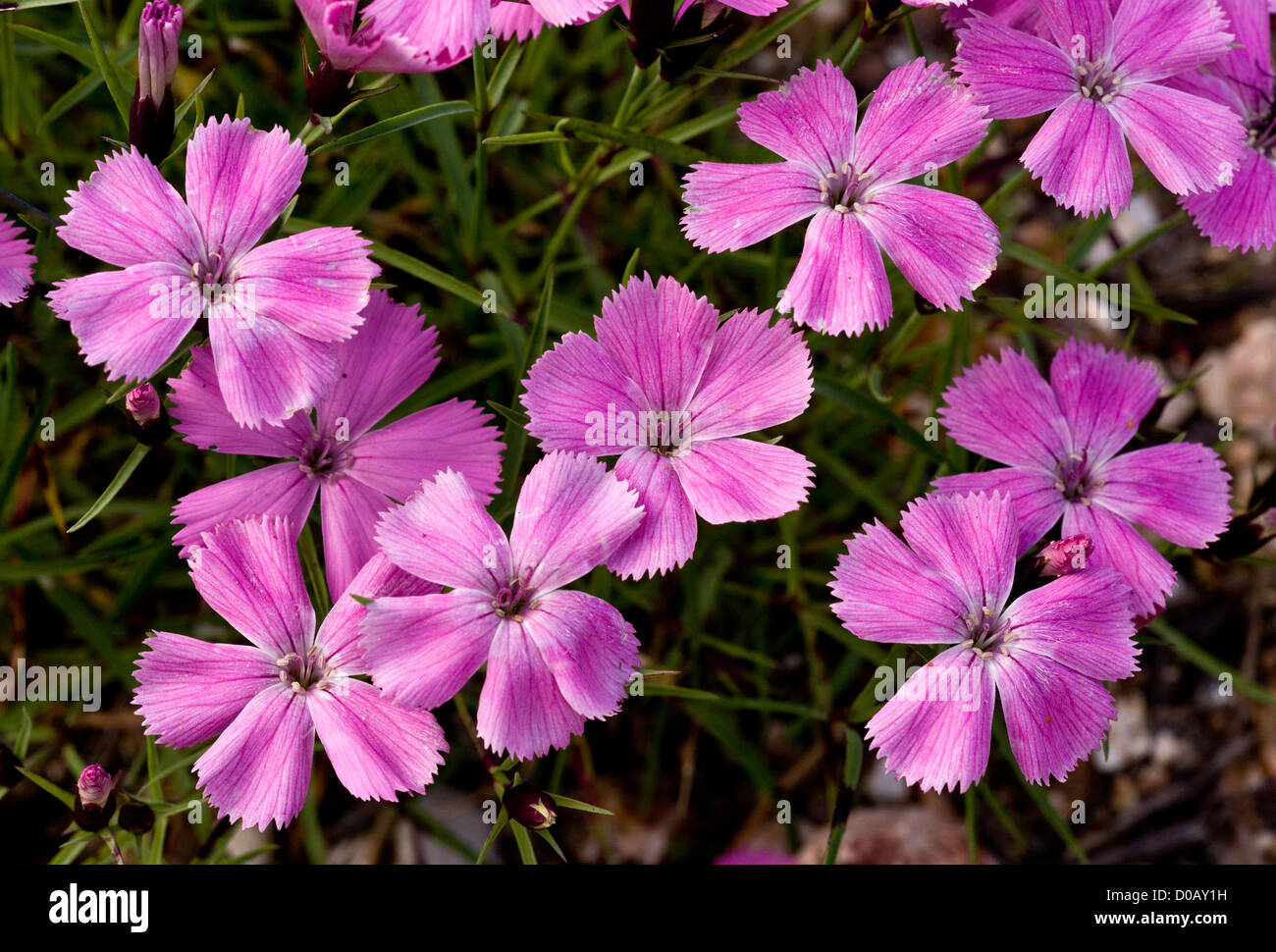 Three-veined Pink (Dianthus pavonius) in flower, close-up, Italian Alps Stock Photo