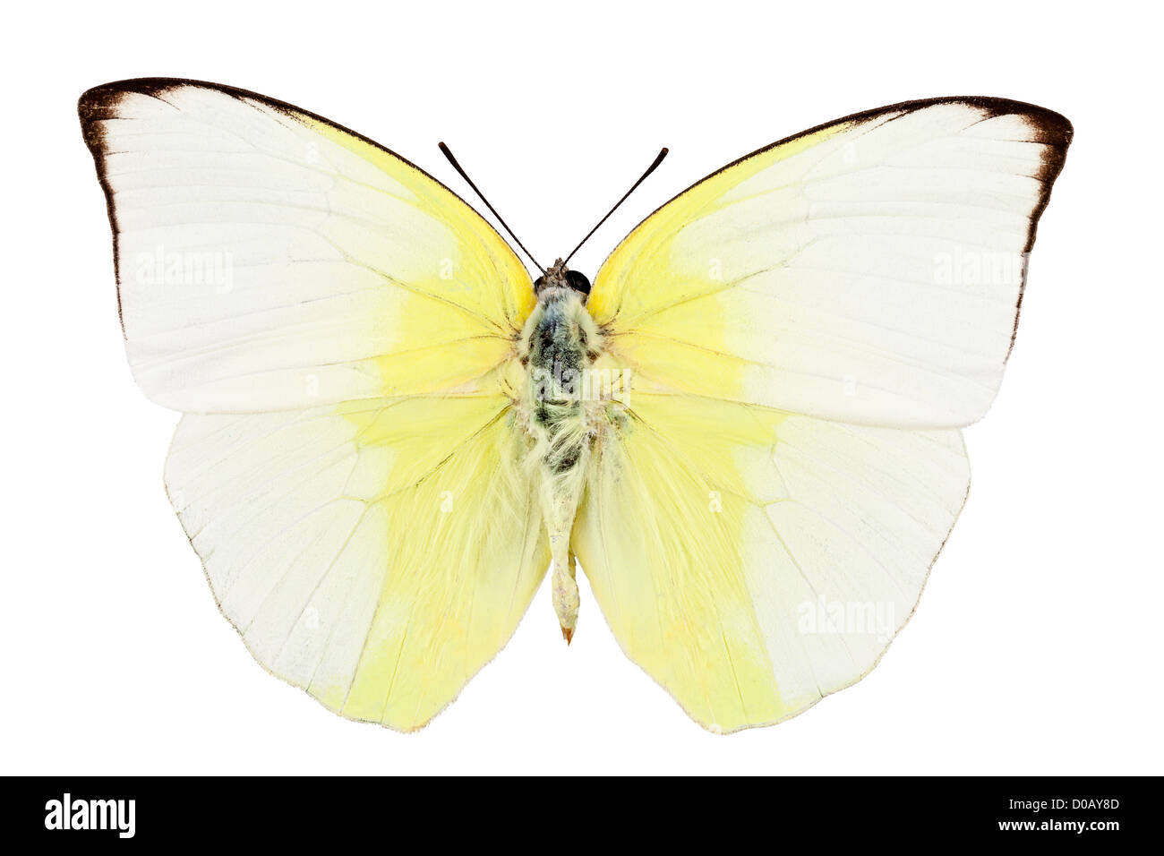 Butterfly species phoebis statira isolated Stock Photo