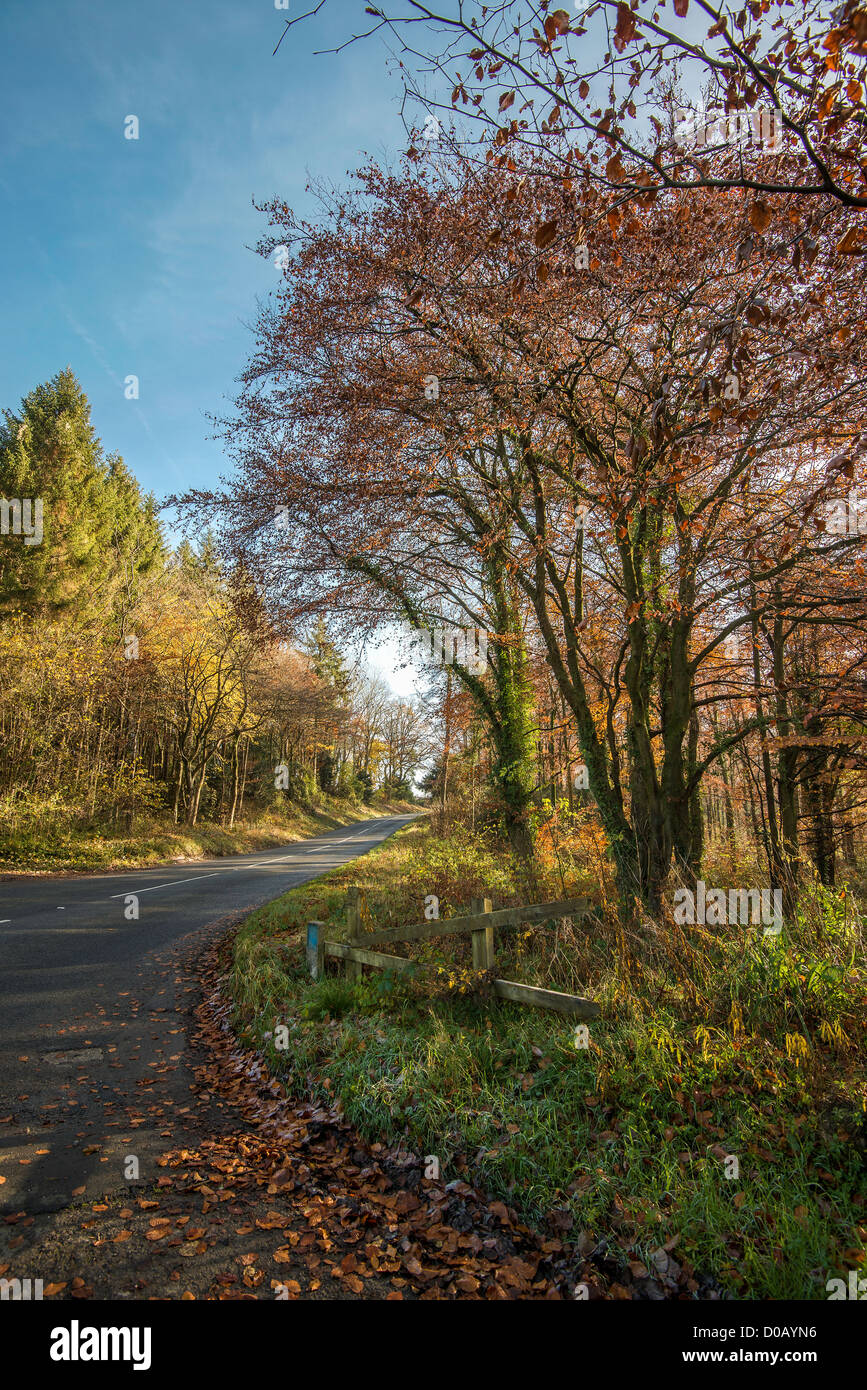 Country road going through autumn trees near Itton, Monmouthshire Wales UK Stock Photo