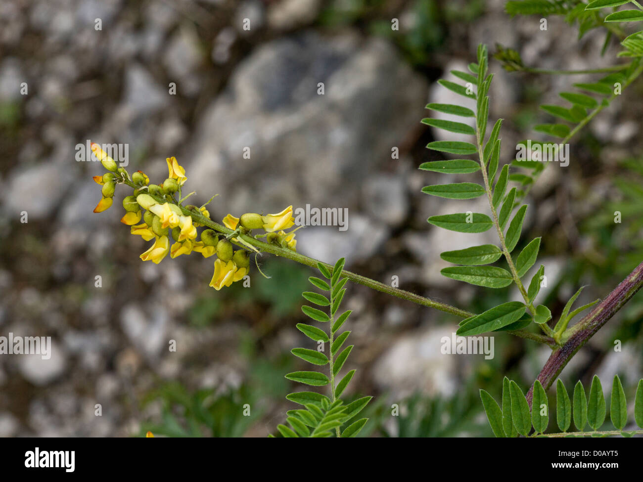 Mountain Lentil (Astragalus penduliflorus) in flower, close-up, Italian Alps Stock Photo