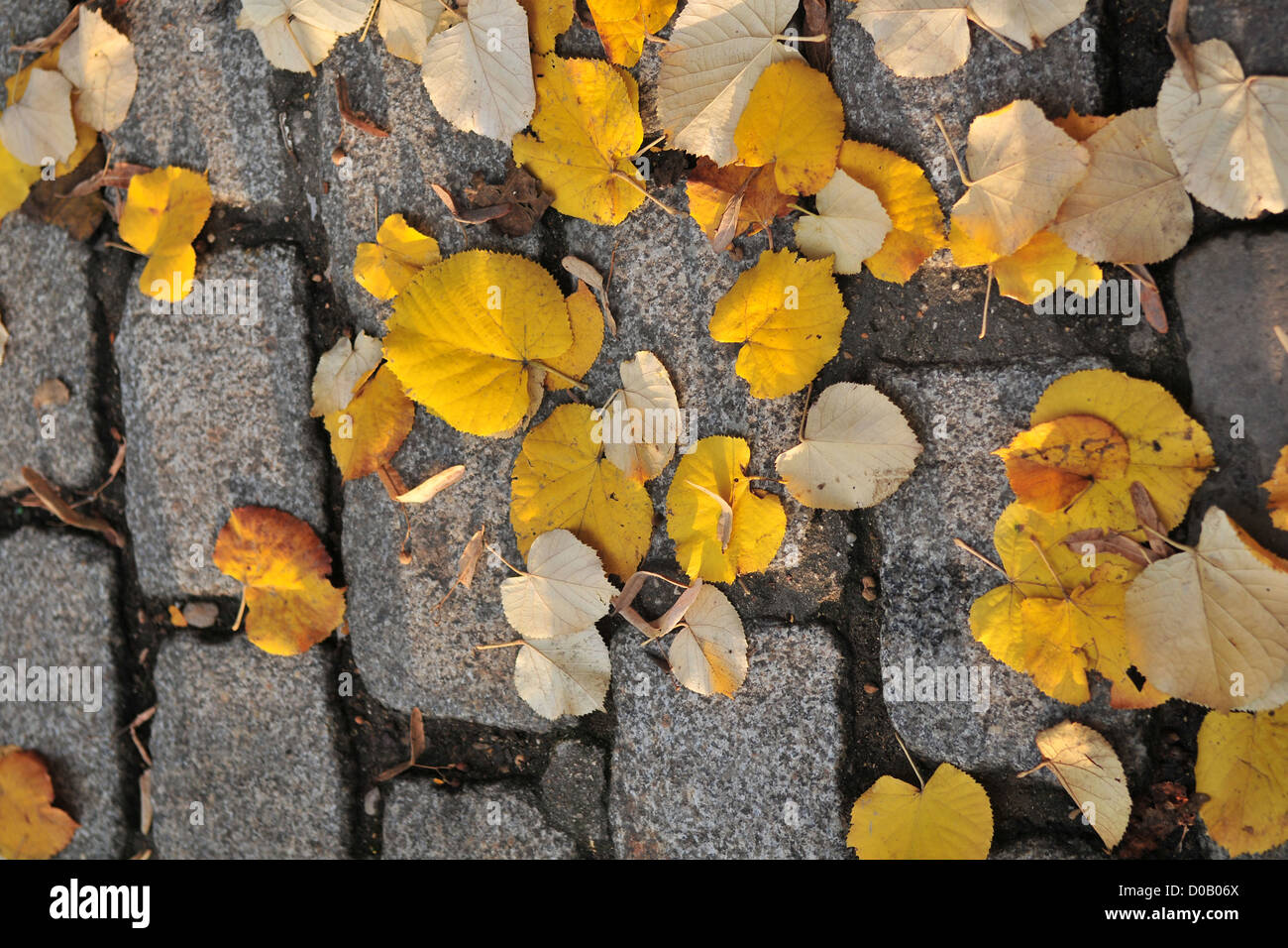 DEAD LEAVES ON THE PAVEMENT THE COMING OF AUTUMN Stock Photo