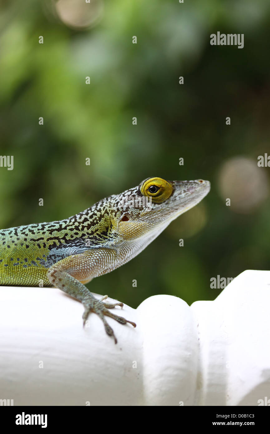 Antiguan Green  lizard on newl post Stock Photo