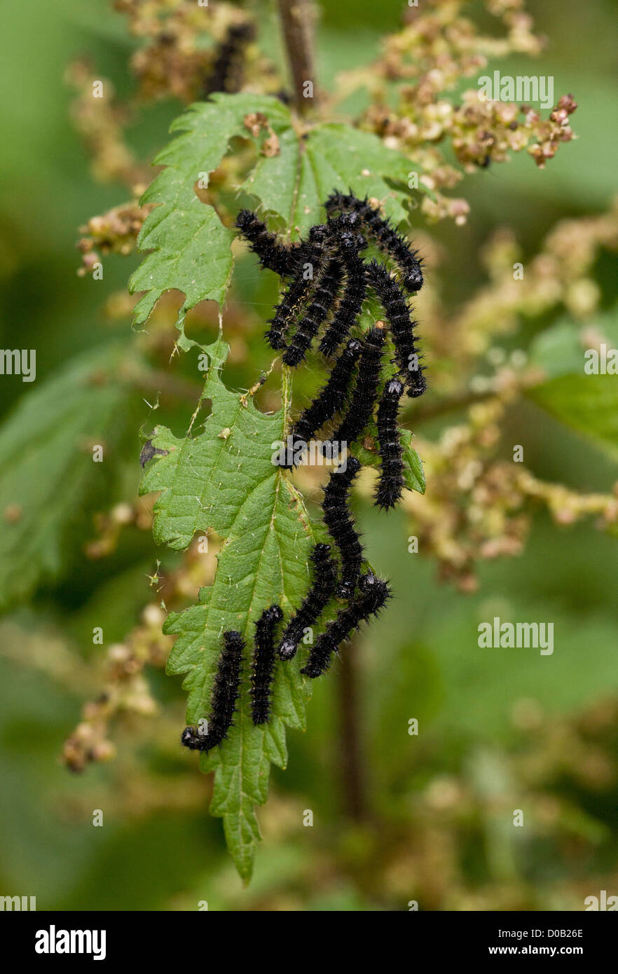 Larvae, or caterpillars, of Peacock butterflies (Inachis io) on Stinging Nettle leaves (Urtica dioica) close-up Stock Photo