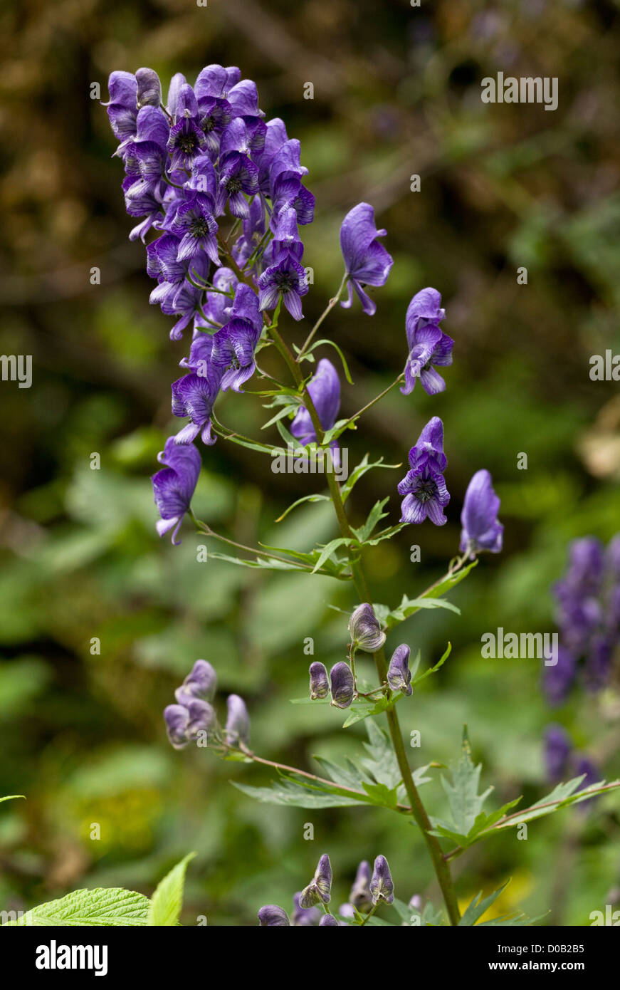 Common Monkshood, Aconitum napellus in flower, Italian Alps. Stock Photo