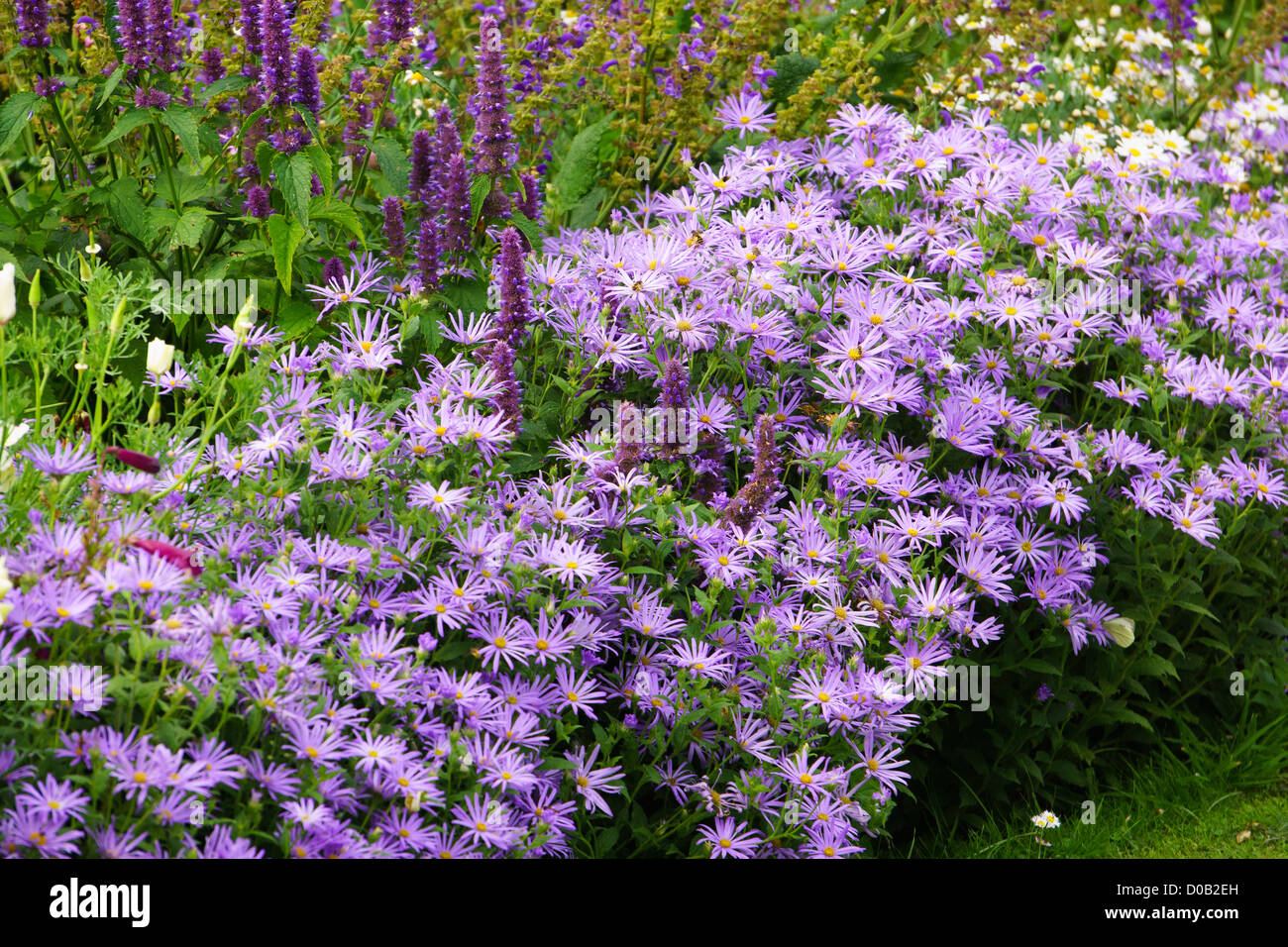 Purple flower border at Howick Gardens in Northumberland. Stock Photo