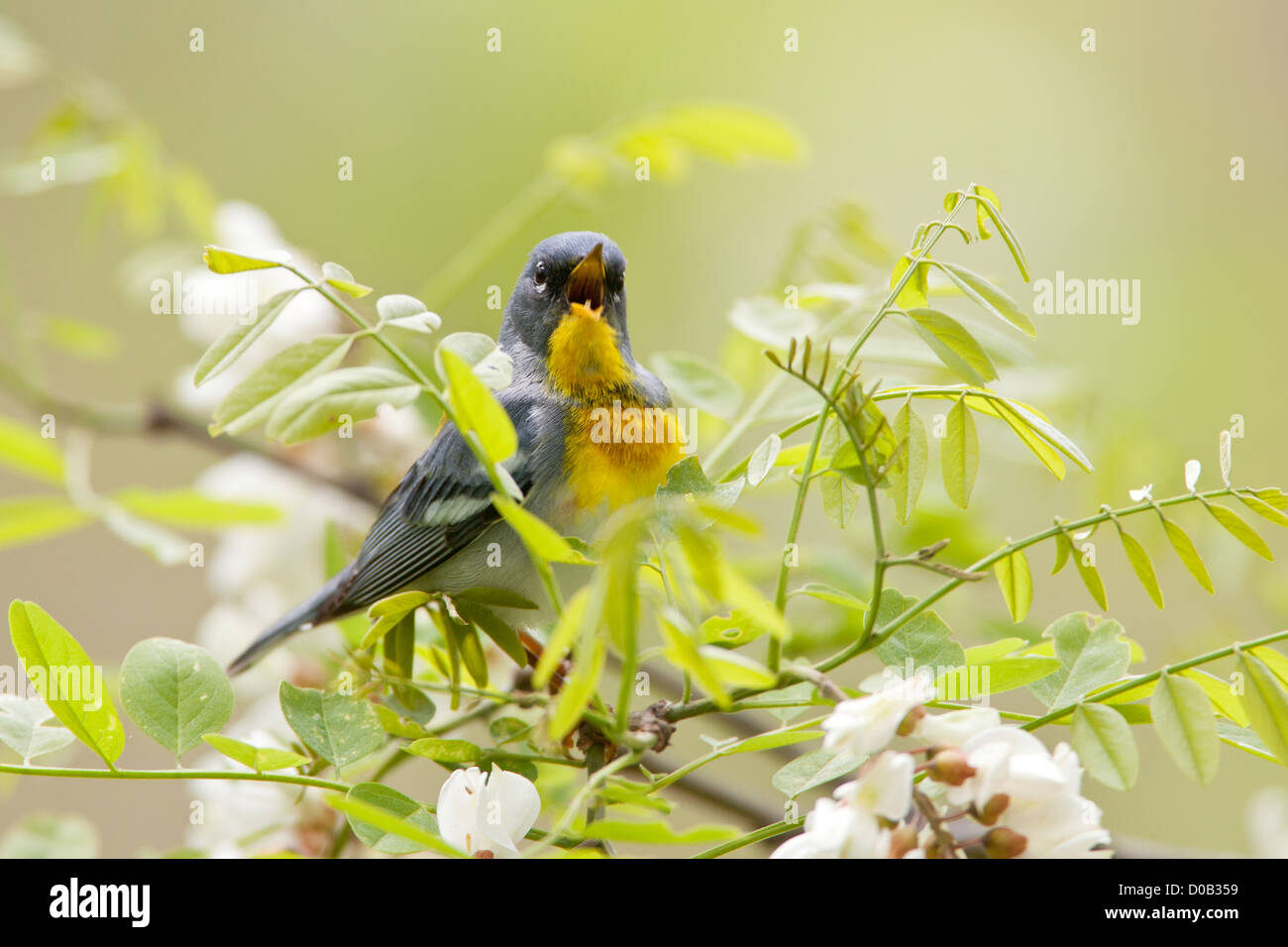 Northern parula warbler warblers singing perching in Black Locust Flowers blooms blossoms Stock Photo