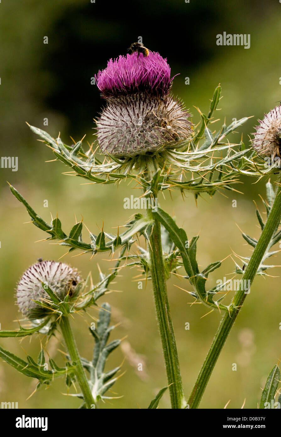 Woolly Thistle (Cirsium eriophorum) flower head being visited by nectaring bee Stock Photo