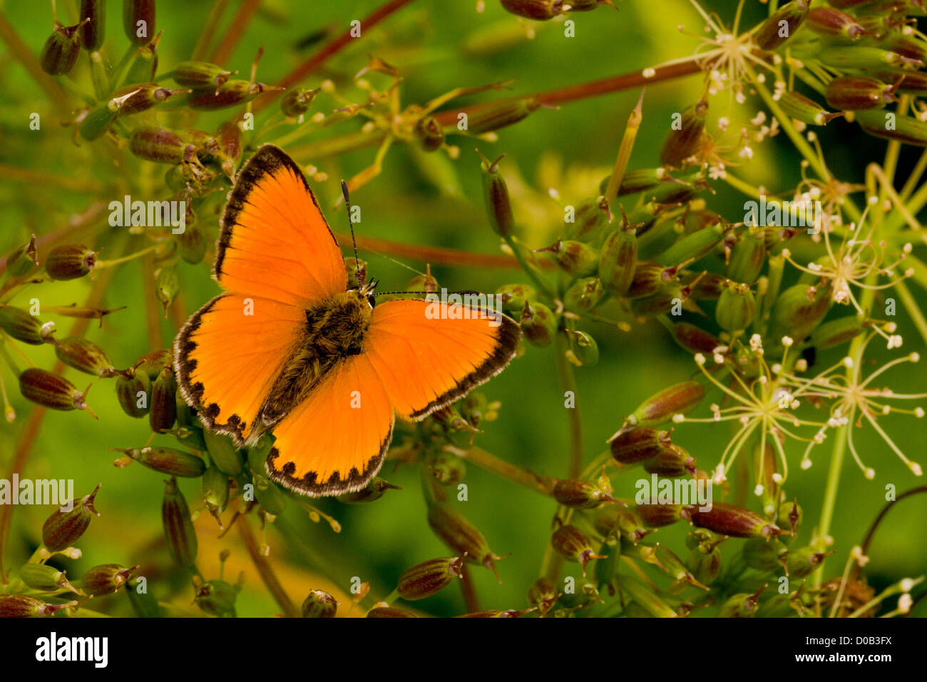 Male Scarce Copper butterfly (Lycaena virgaureae) settled with wings half open. Italian Alps Stock Photo