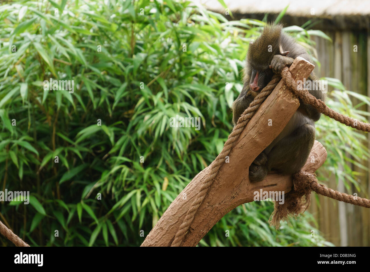 Hamadryas Baboon sleeping on a wooden branch at Lake District Animal Park. Stock Photo