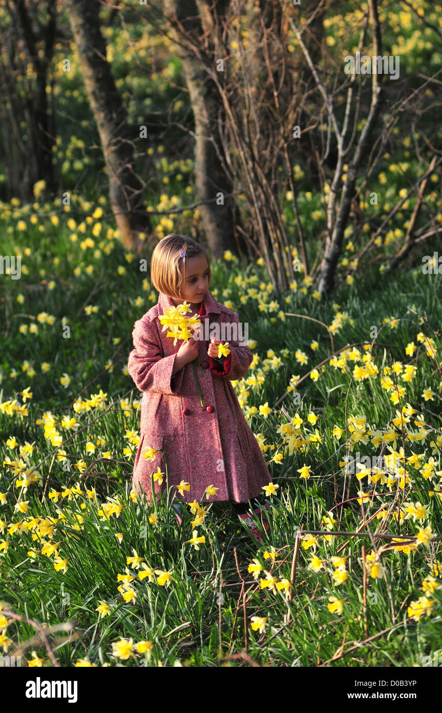 GIRL PICKING DAFFODILS IN THE BOIS DE CISE WOODS AULT BAY OF SOMME