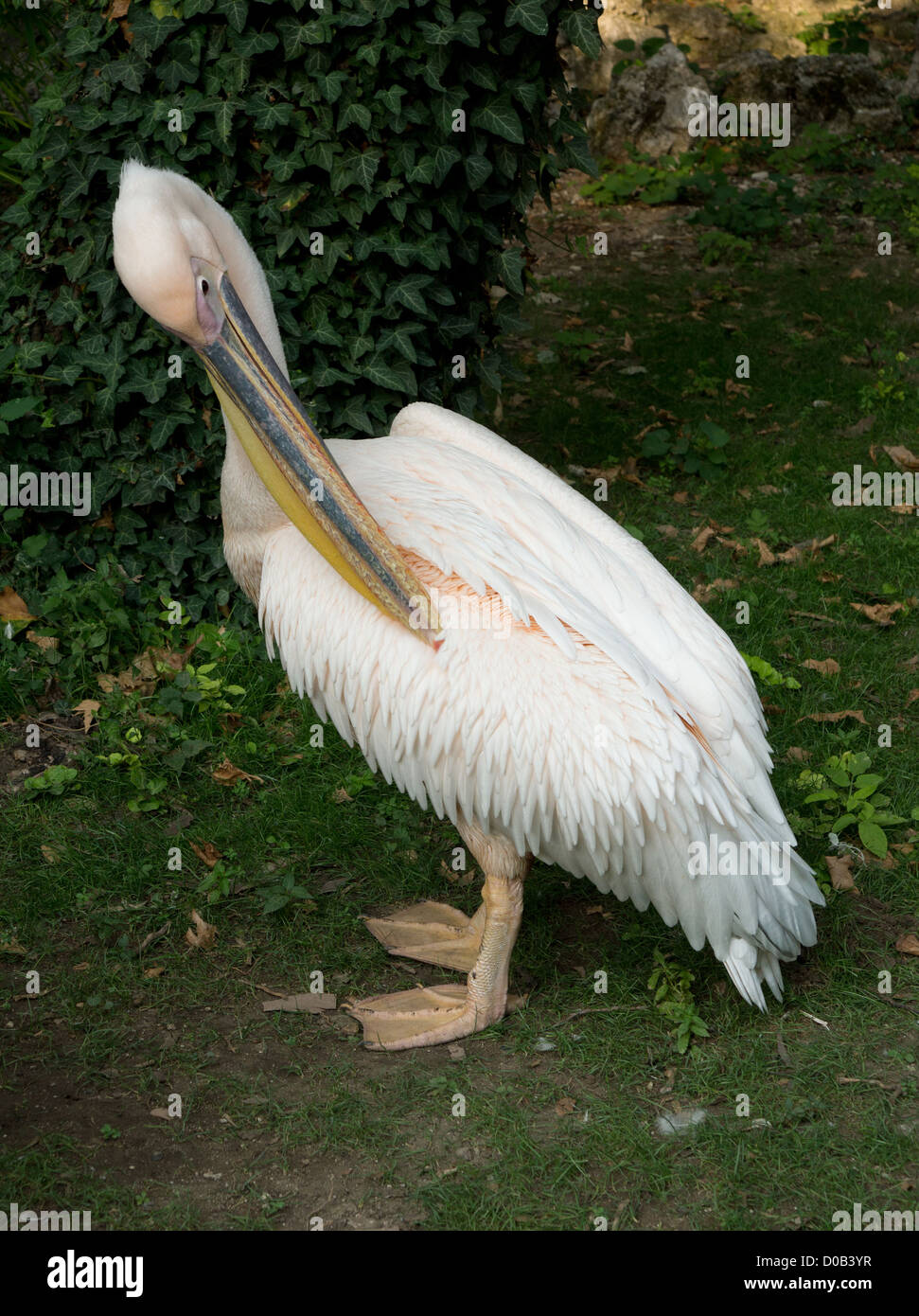 White pelican bird hires stock photography and images Alamy