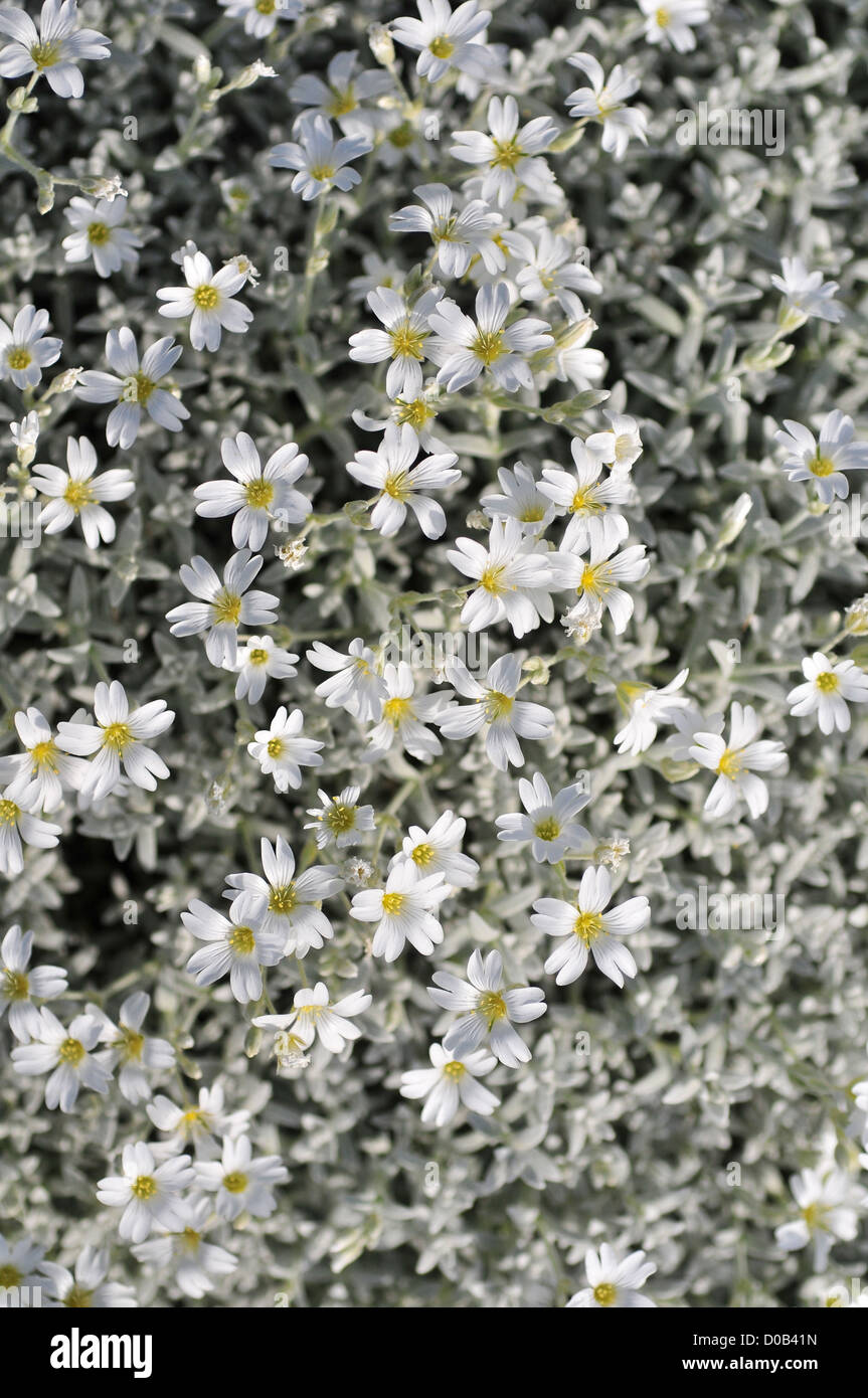 SNOW-IN SUMMER (CERASTIUM TOMENTOSUM) A LOW SPREADING PLANT FLOWERING IN SPRING SOMME (80) FRANCE Stock Photo