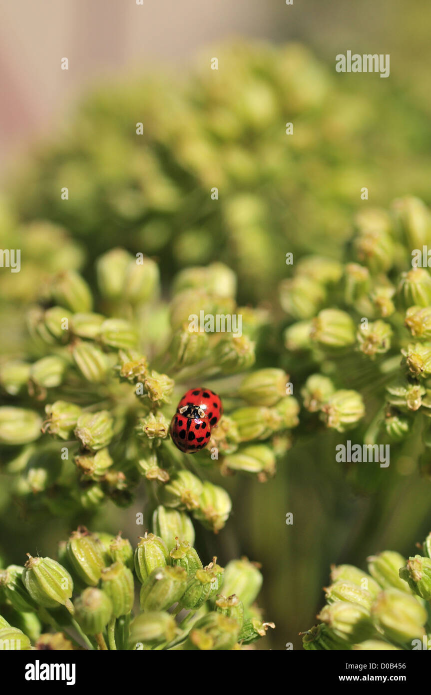 LADYBIRDS ON A PLANT SOMME (80) FRANCE Stock Photo