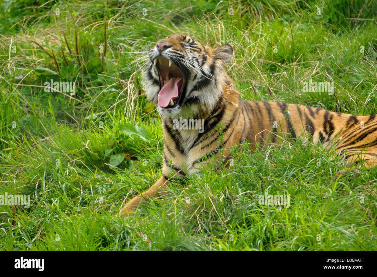 A Amur Tiger lying in the grass at the Lake Wild District Animal Park. Stock Photo
