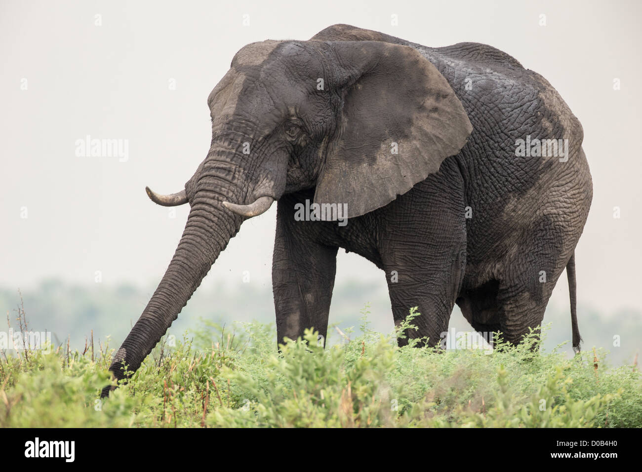African elephant (loxodonta africana) in the Khaudum National Park, Namibia. Stock Photo