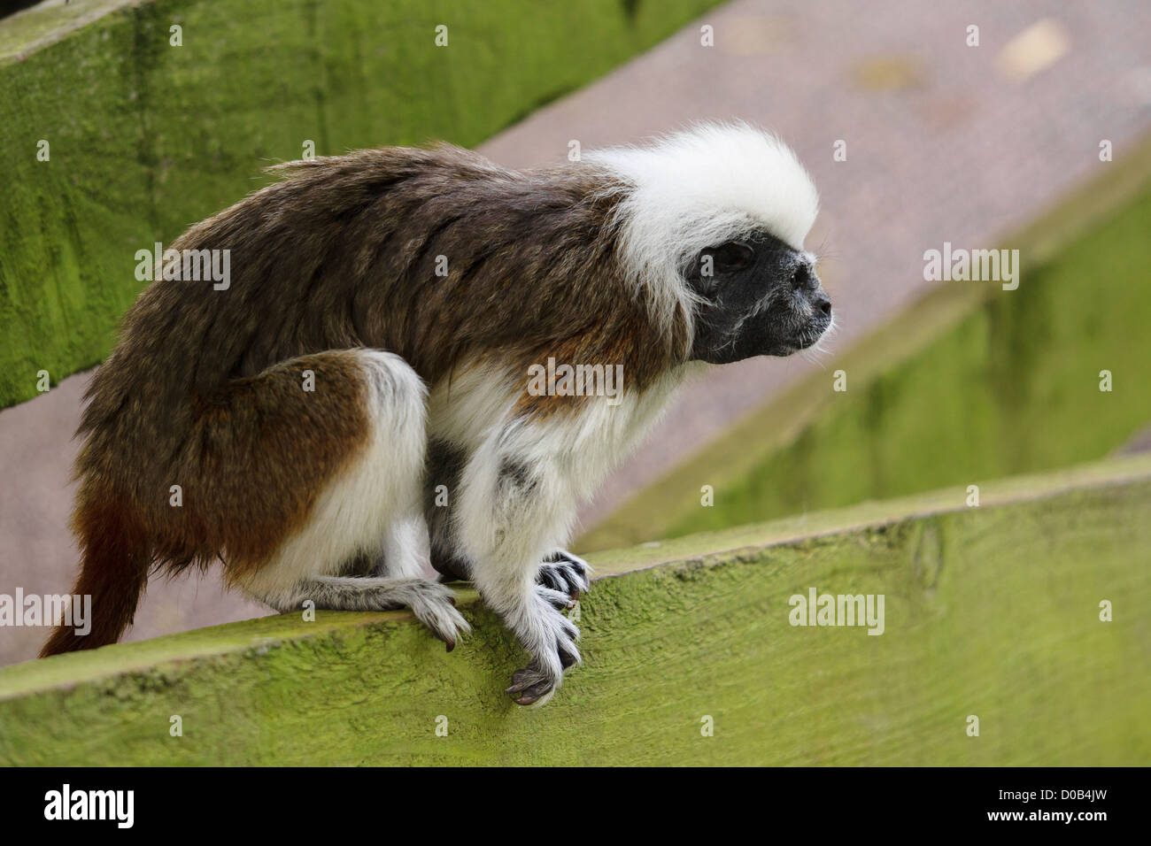 A side view of a Cotton Topped Tamarin at the Lake District Wild Animal Park. Stock Photo