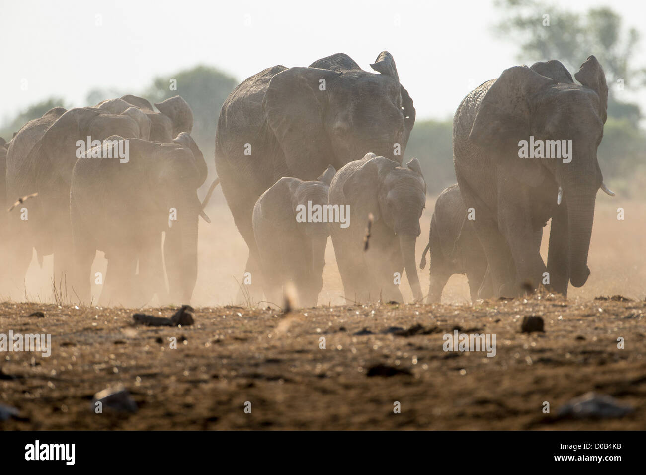 African elephant (loxodonta africana) in the Khaudum National Park, Namibia. Stock Photo