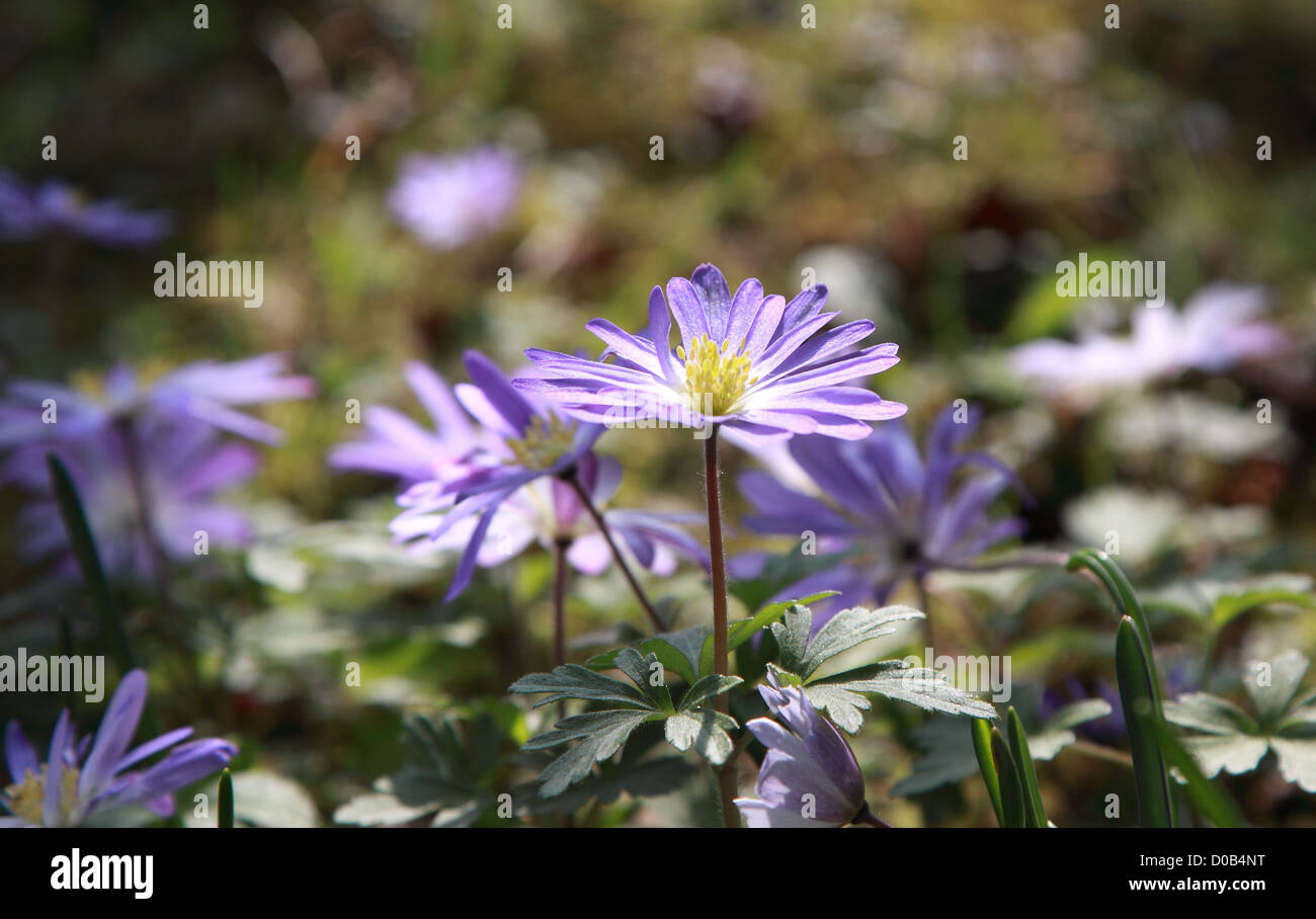 Blue wood Anemone Ground shot Stock Photo Alamy