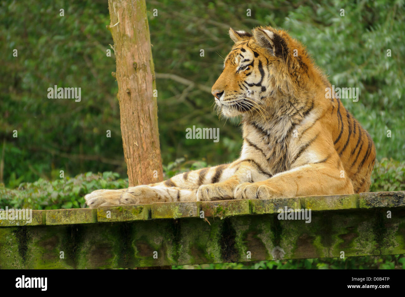 An Amur Tiger lying down on a wooden platform at the Lake District Wild Animal Park. Stock Photo