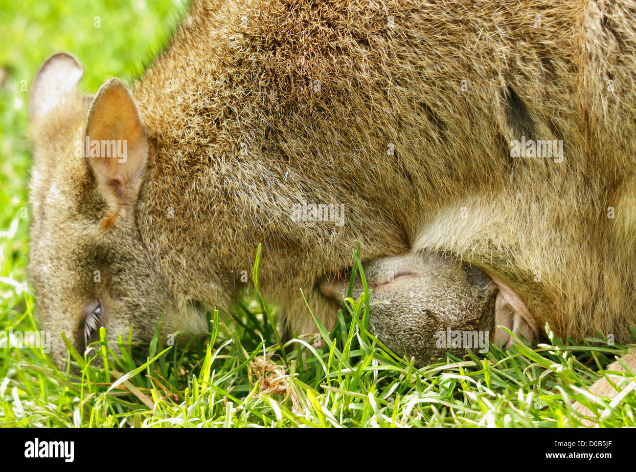 A Wallaby eating grass with young in their pouch at the Lake District Wild Animal Park. Stock Photo